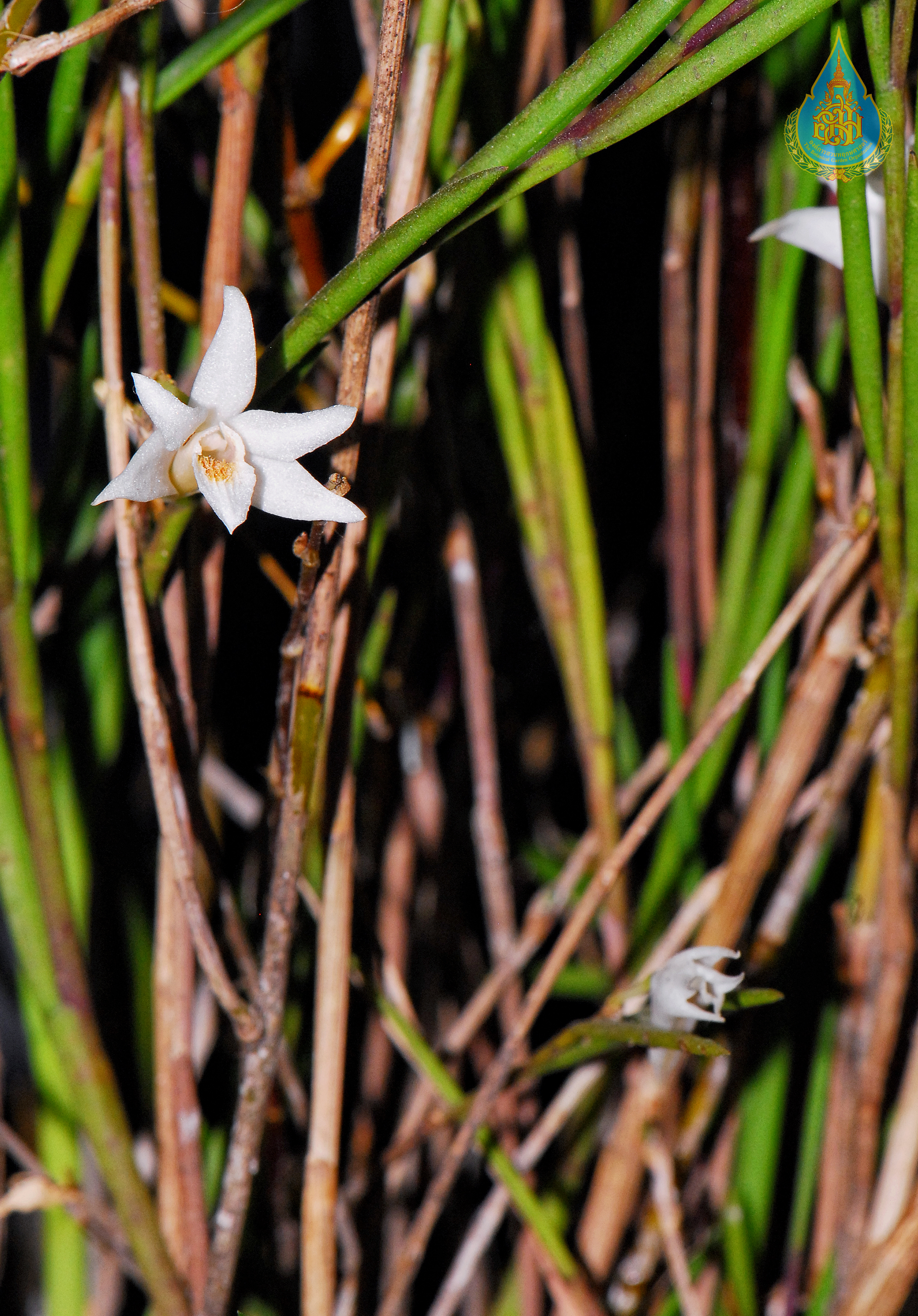 เอื้องเสี้ยน Dendrobium exile Schltr.<br/>ORCHIDACEAE